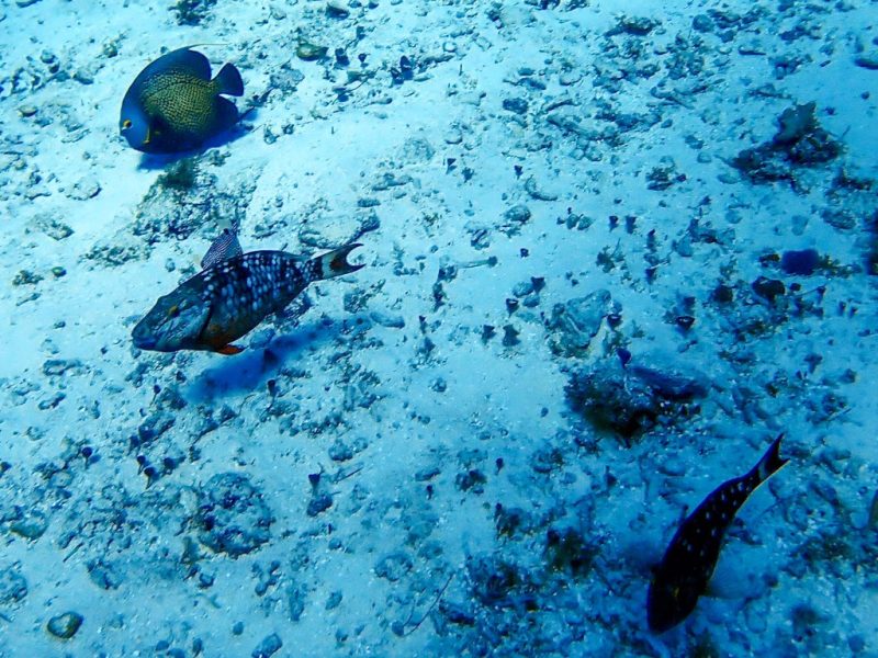  Angelfish and Female Stoplight Parrotfish at San Clemente Shallows Dive Site in Cozumel