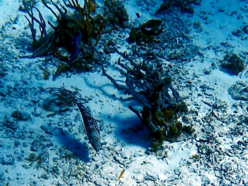 Female Stoplight Parrotfish at San Clemente Shallows Dive Site in Cozumel