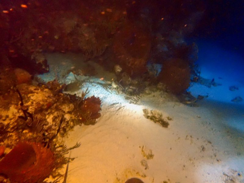Lobsters at Night Dive at Yucab Reef in Cozumel