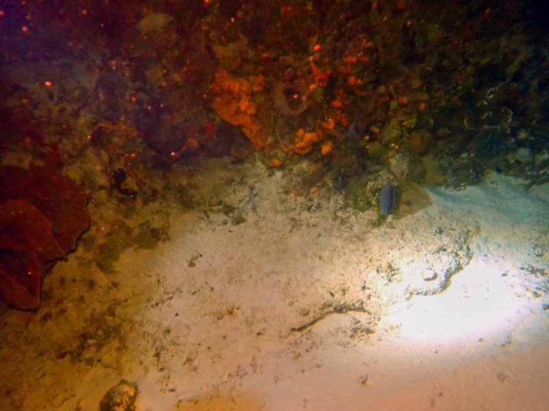 Night Dive at Yucab Reef in Cozumel