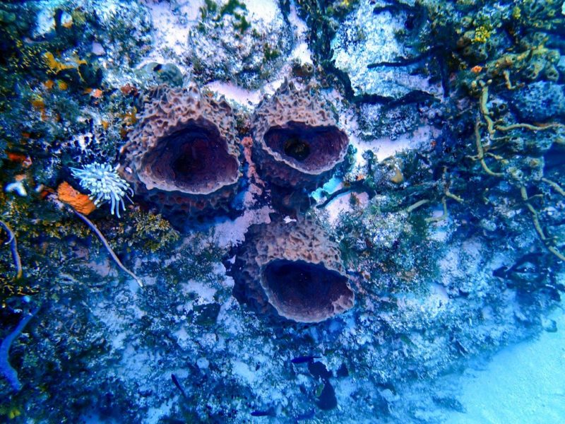 SantaRosaWall-2-3-24-12