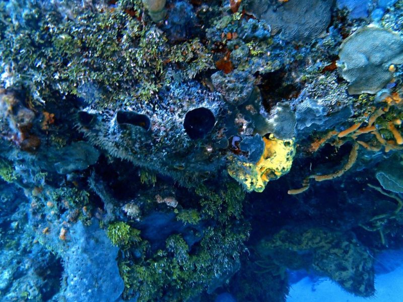 Coral Reef at Santa Rosa Wall Dive Site in Cozumel