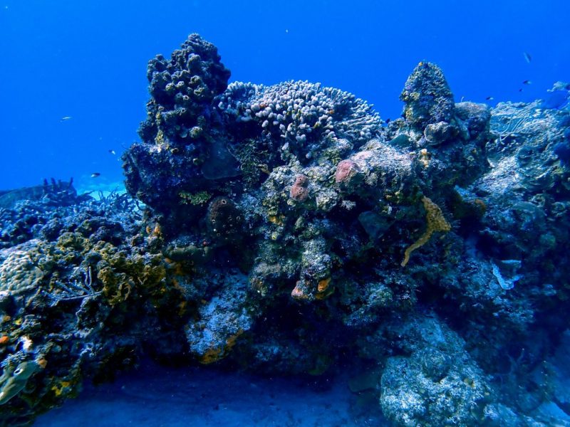 Coral Reef at Santa Rosa Wall Dive Site in Cozumel