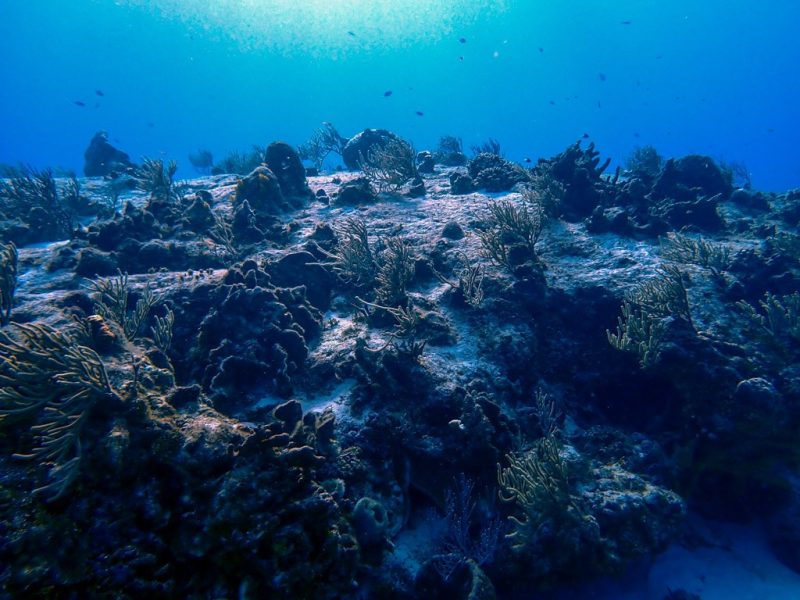 Coral Reef at Santa Rosa Wall Dive Site in Cozumel