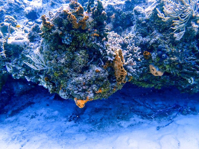 SantaRosaWall-2-3-24-Coral Reef at Santa Rosa Wall Dive Site in Cozumel