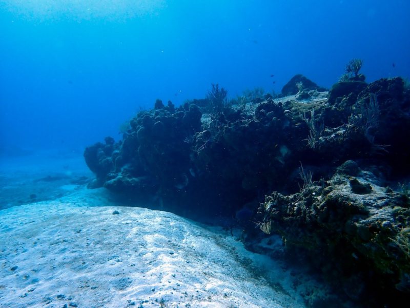 Coral Reef at Santa Rosa Wall Dive Site in Cozumel