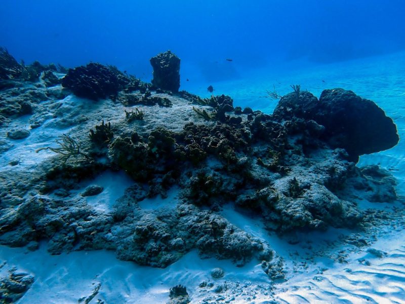 Coral Reef at Santa Rosa Wall Dive Site in Cozumel