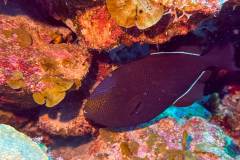 Black Triggerfish in Bonaire