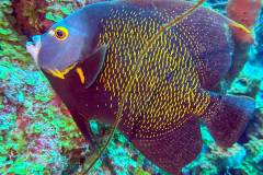 Angel Fish in Bonaire