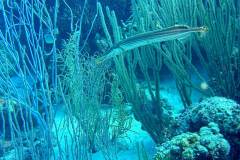 Trumpetfish in Bonaire