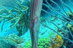 Trumpetfish in Bonaire