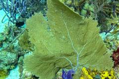 Purple Sea Fan in Bonaire