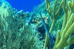 Trumpetfish in Bonaire