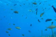 Brown Chromis in Bonaire