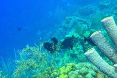 Black Triggerfish in Bonaire