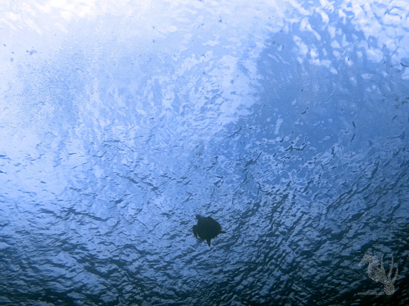 Cozumel – Santa Rosa Wall and Shallows