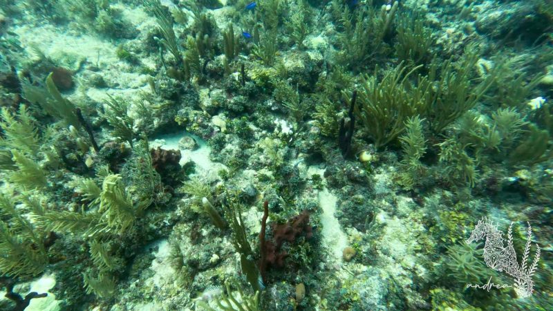 TomOwensCaye-NEWall-9-2-23-16